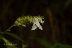 Rungia laeta
